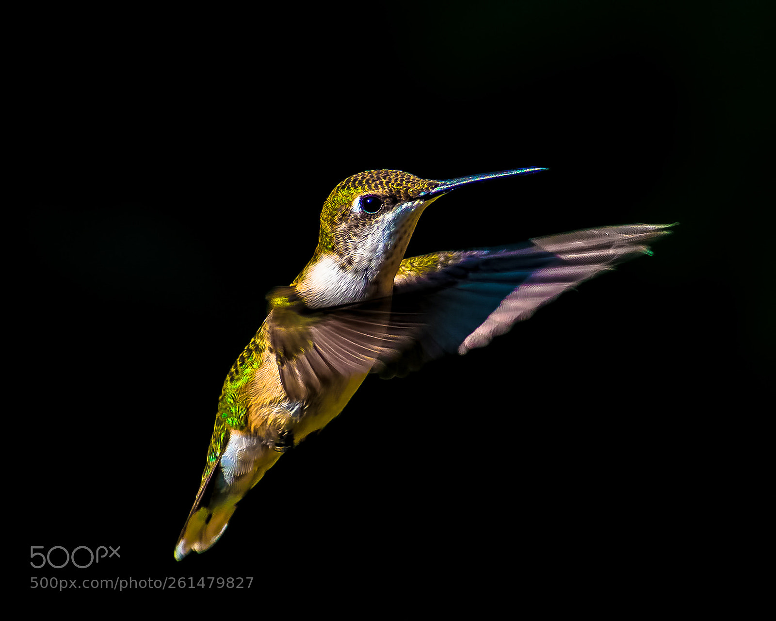 Nikon D500 sample photo. Ruby throated hummingbird photography