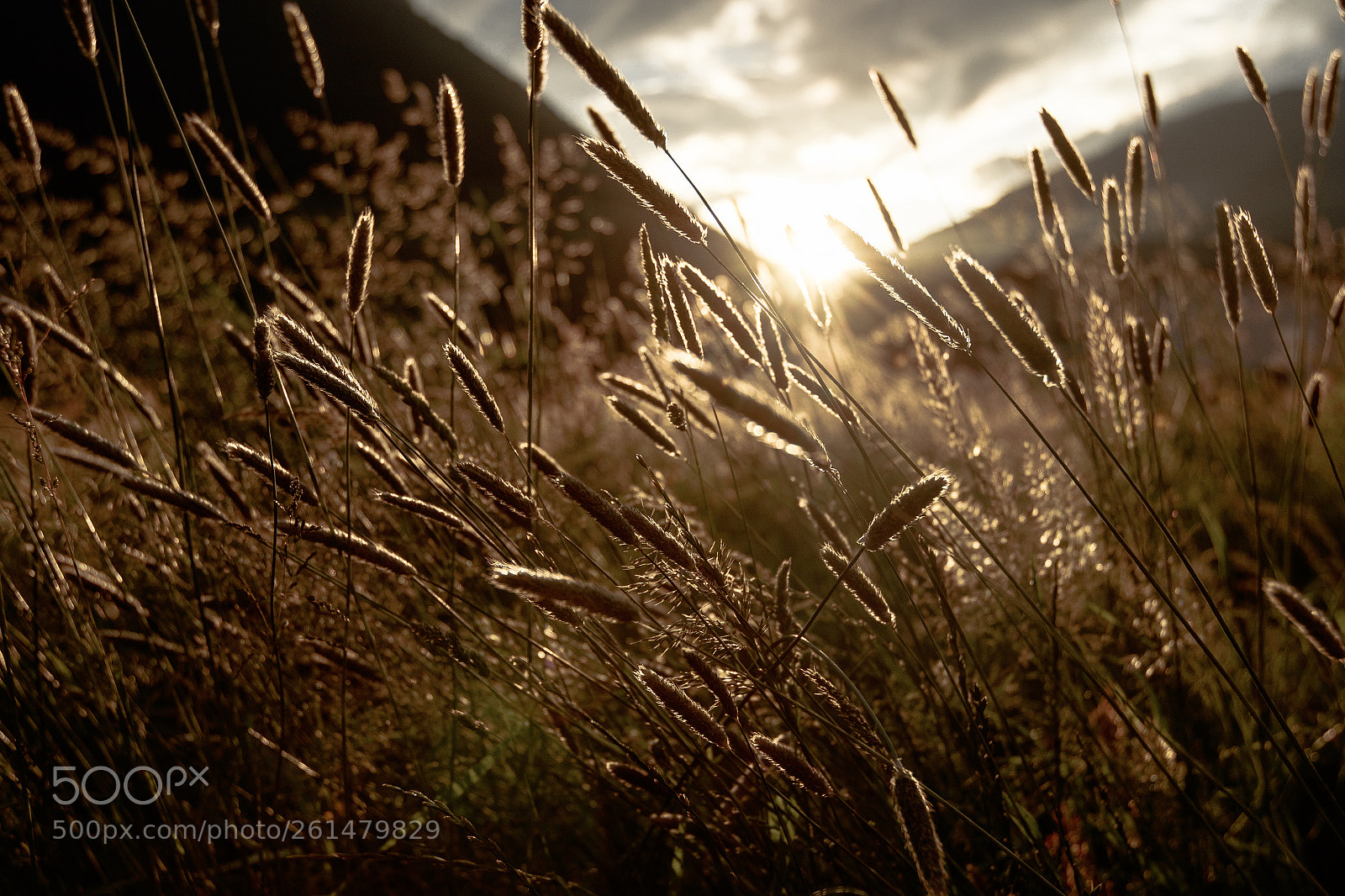 Canon EOS 7D Mark II sample photo. The flower meadow next photography