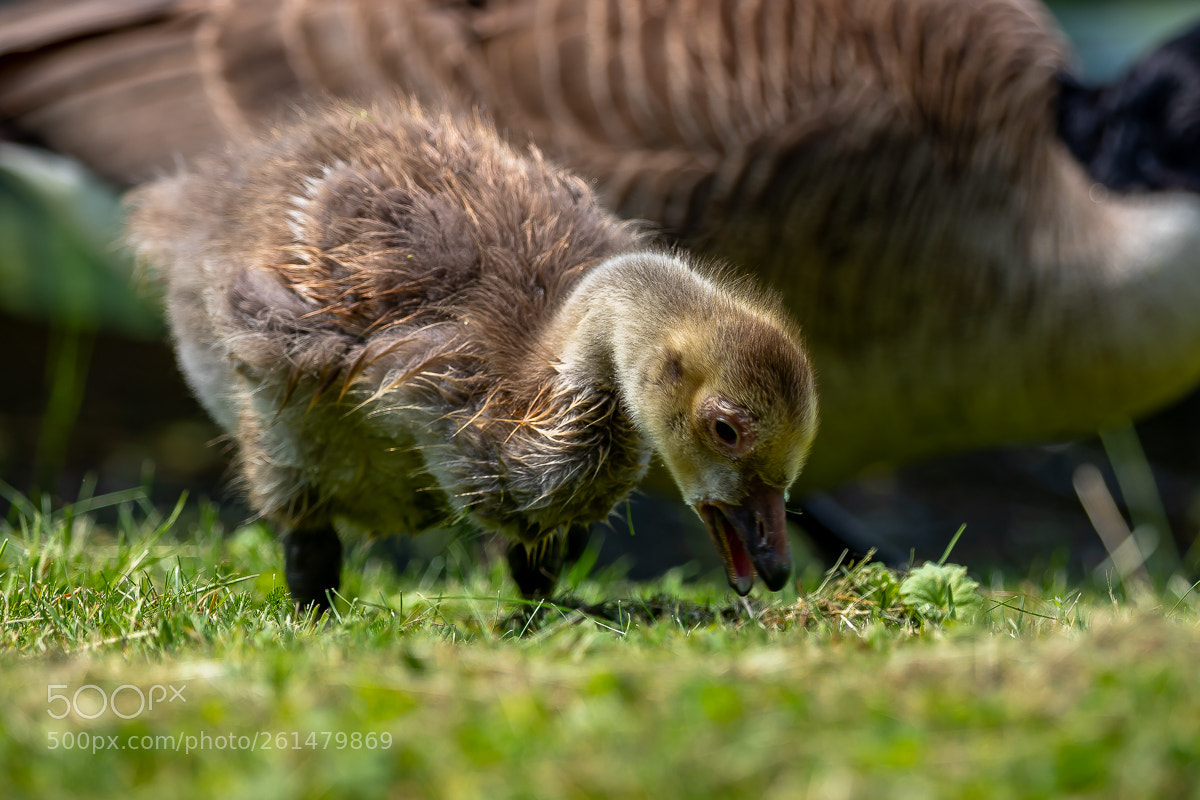 Canon EOS 6D Mark II sample photo. Little goose photography