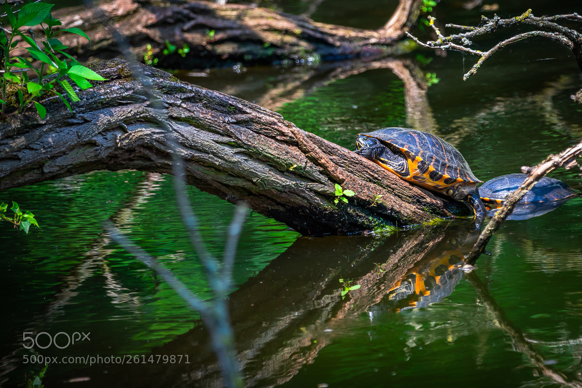 Canon EOS 6D Mark II sample photo. Turtle photography