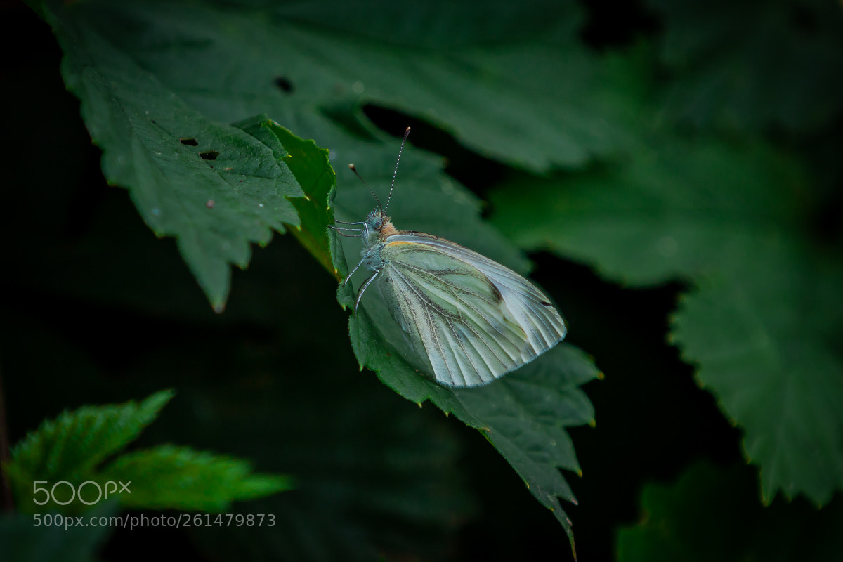 Canon EOS 6D Mark II sample photo. Moth photography