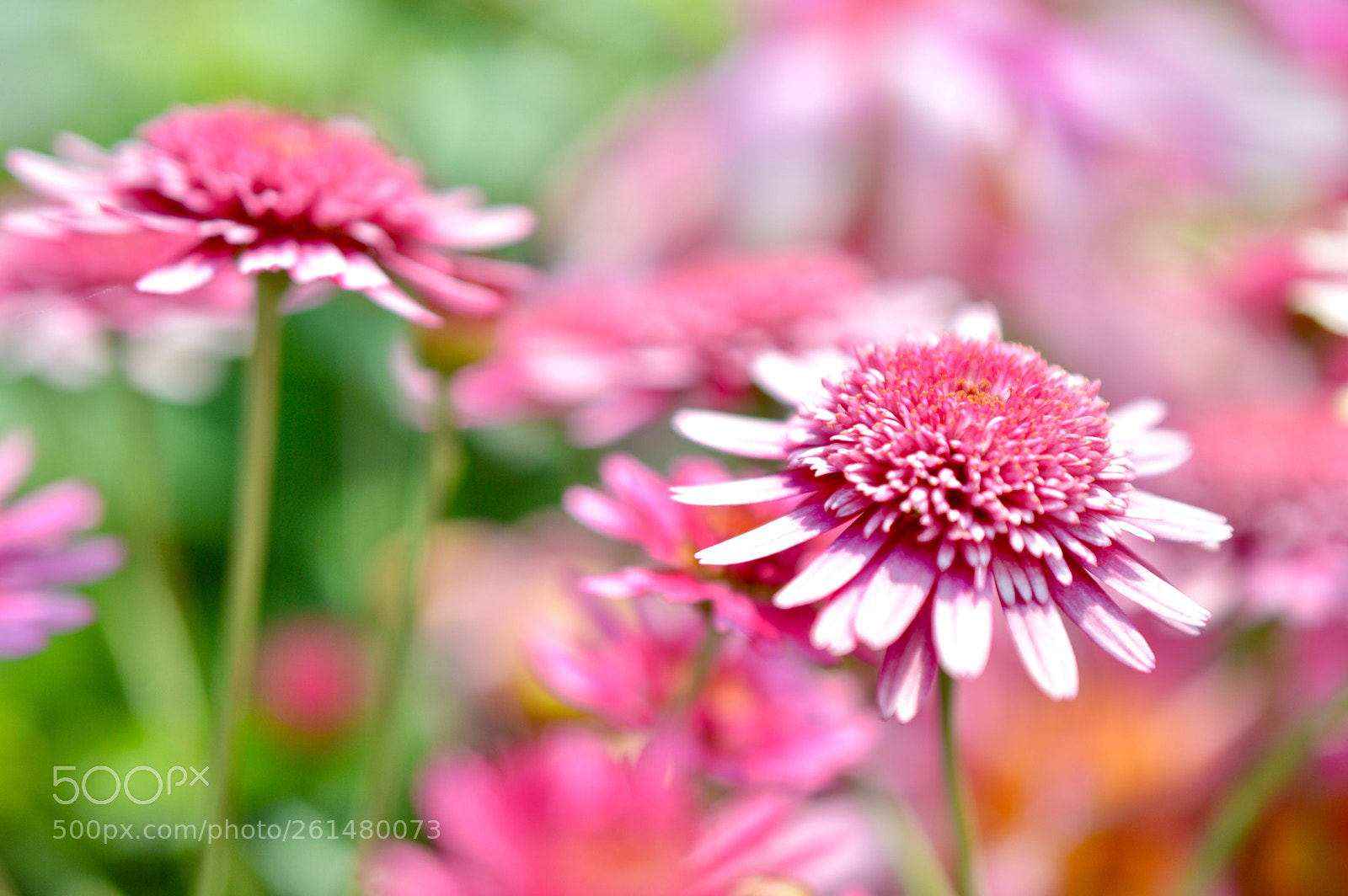Nikon D3200 sample photo. Pinkness sweet ❥❥  photography