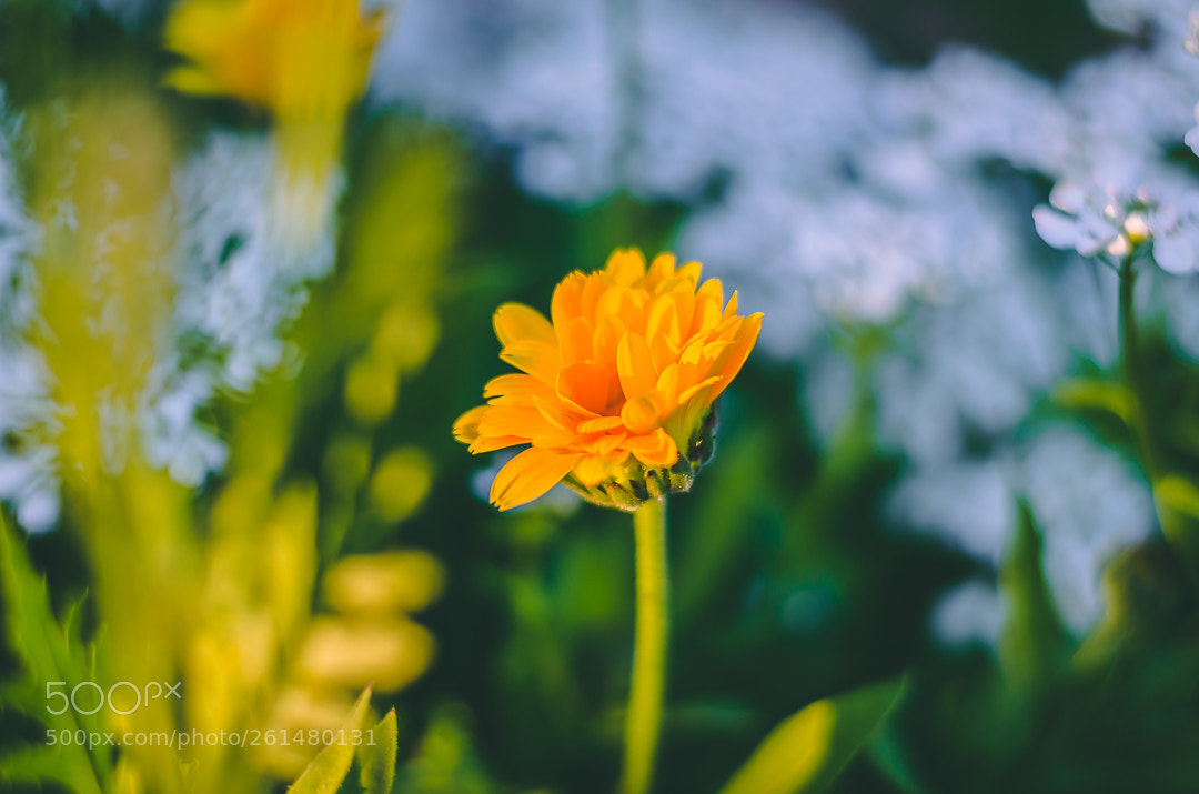 Nikon D5100 sample photo. Flower_23 photography