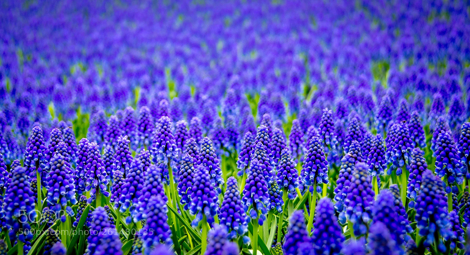 Canon EOS 600D (Rebel EOS T3i / EOS Kiss X5) sample photo. Flowers photography
