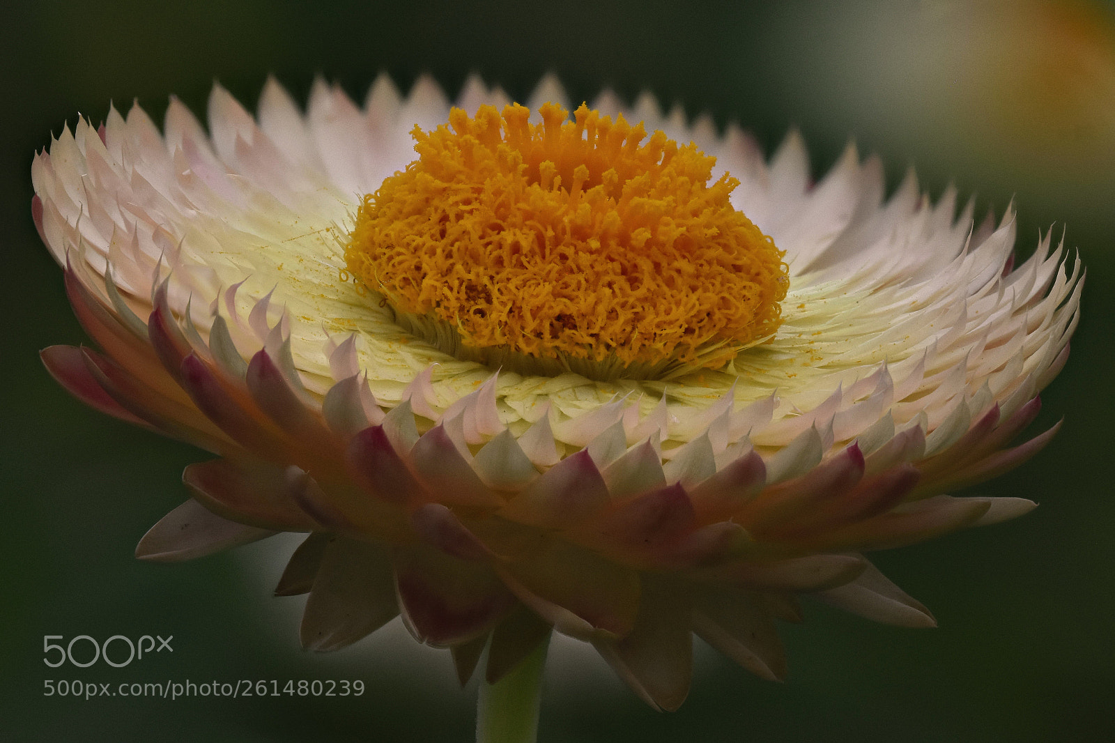 Nikon D7200 sample photo. Helichrysum bracteatum photography
