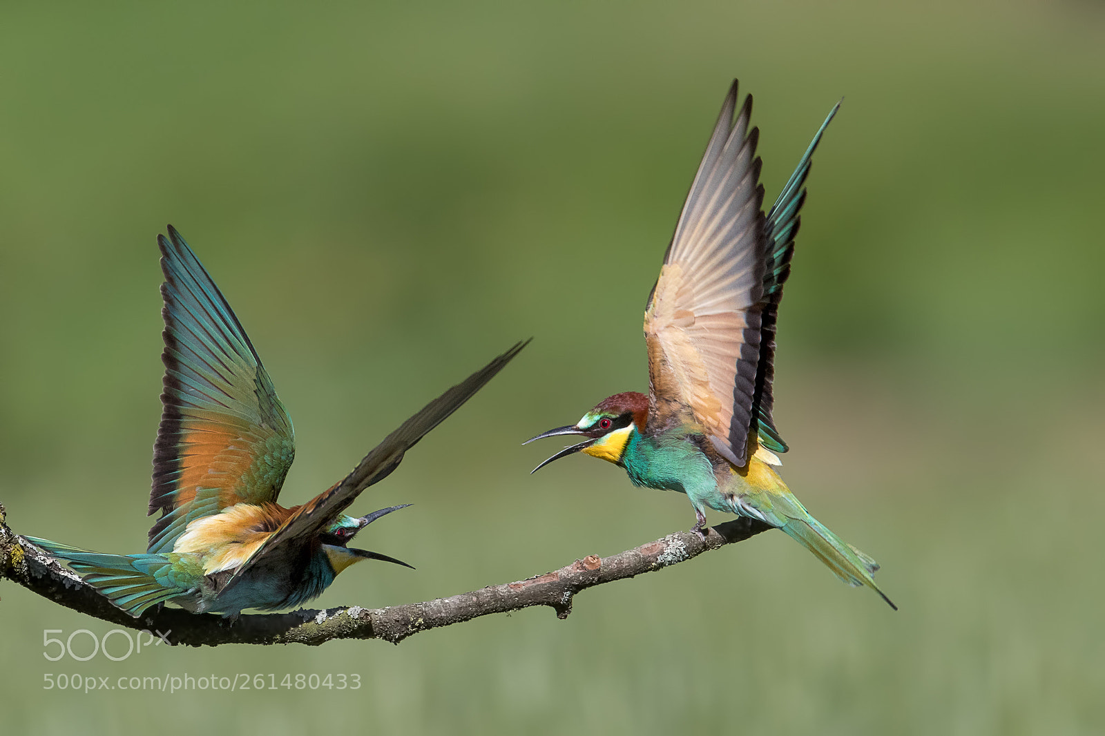 Canon EOS-1D X Mark II sample photo. Merops apiaster - disagreements ?! photography