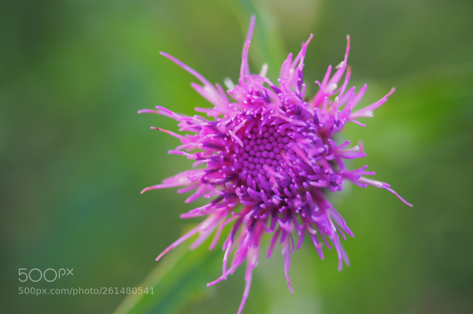 Olympus OM-D E-M10 II sample photo. Spear thistle ( bull thistle) photography