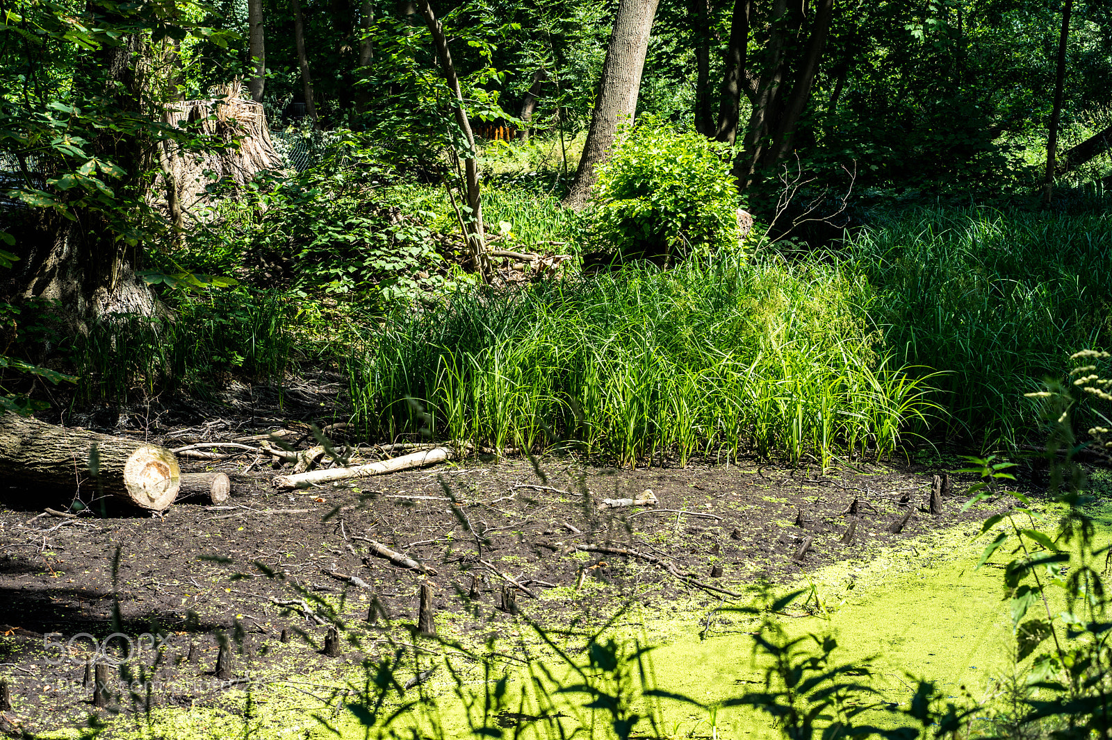 Sony a7 II sample photo. Dsc photography