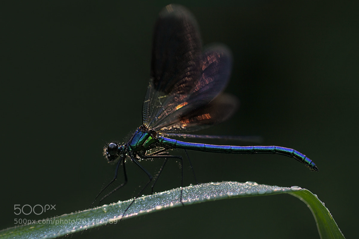 Canon EOS 60D sample photo. Banded demoiselle (calopteryx splendens) photography
