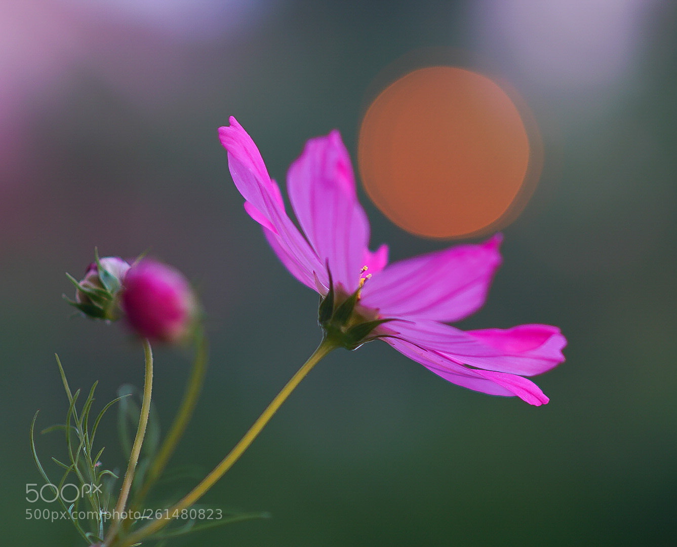 Sony a7R II sample photo. Just a flower on photography