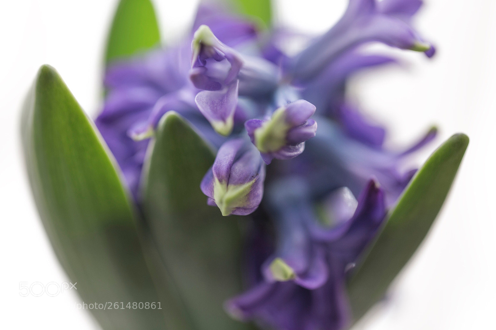 Canon EOS 6D sample photo. Hyacinth photography