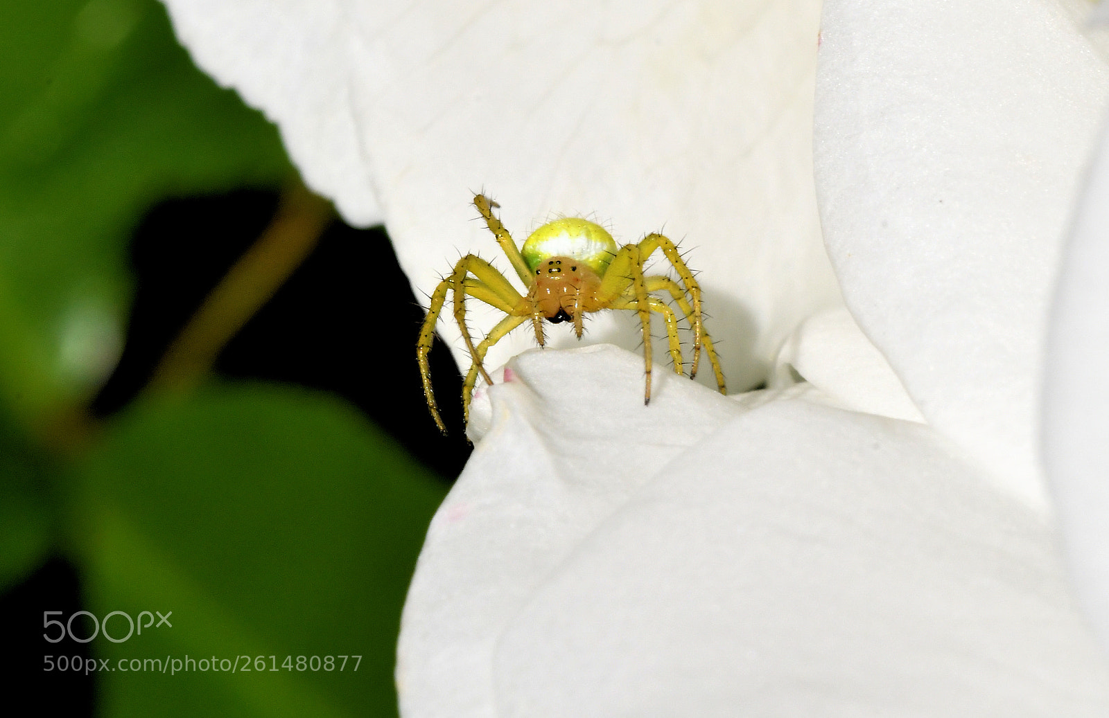 Nikon D500 sample photo. Makro photography