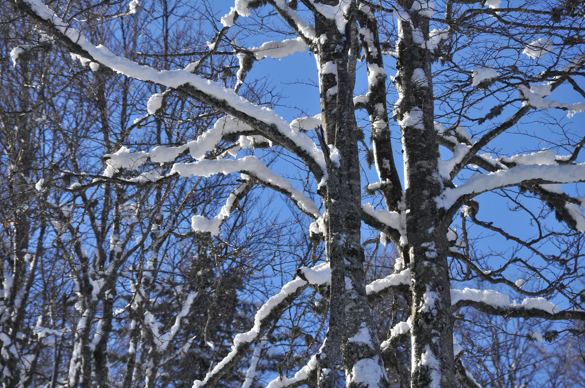 Sigma 18-125mm F3.8-5.6 DC HSM sample photo. Kolasin winter 2018 photography