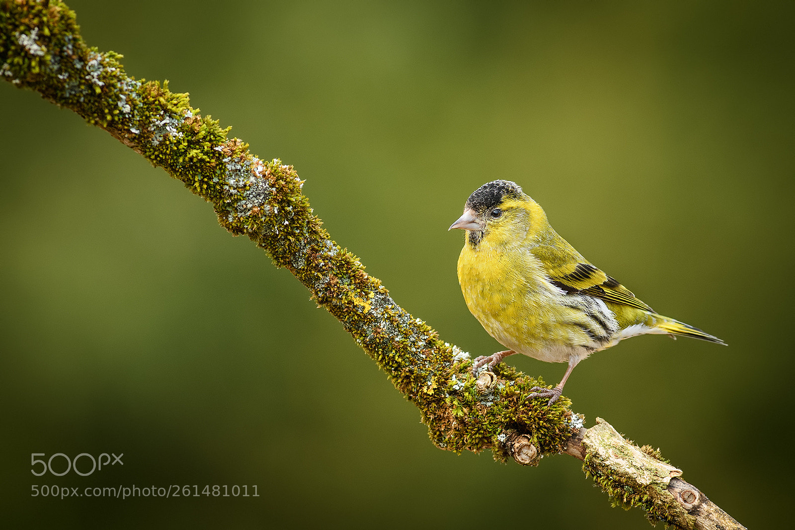 Nikon D500 sample photo. Siskin photography