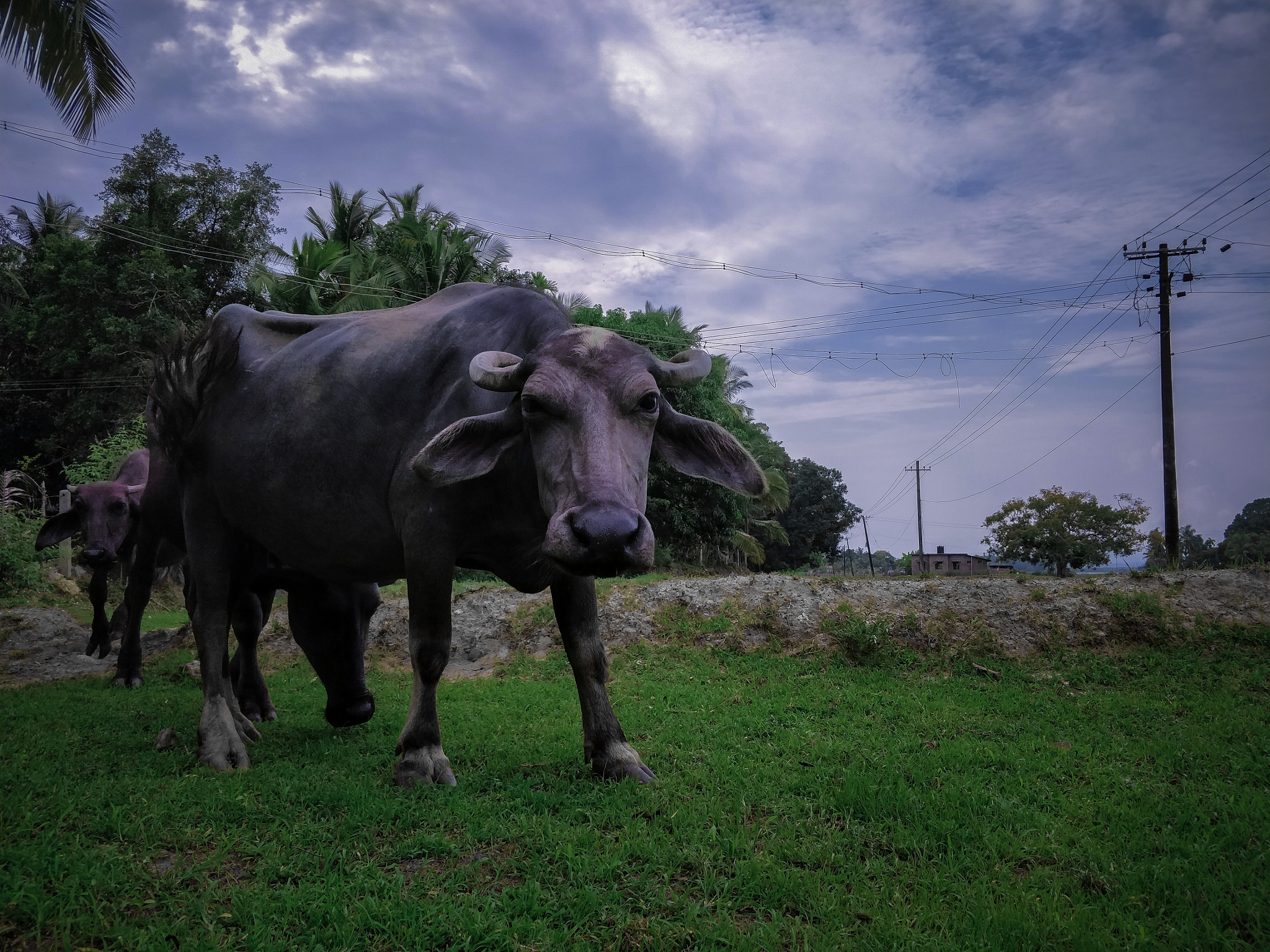 OnePlus 5T sample photo. Buffalo photography