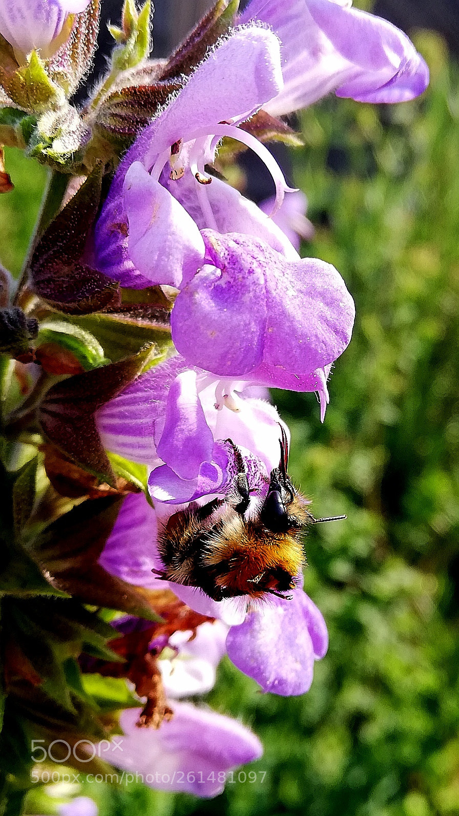 HUAWEI P20 lite sample photo. Salbei photography