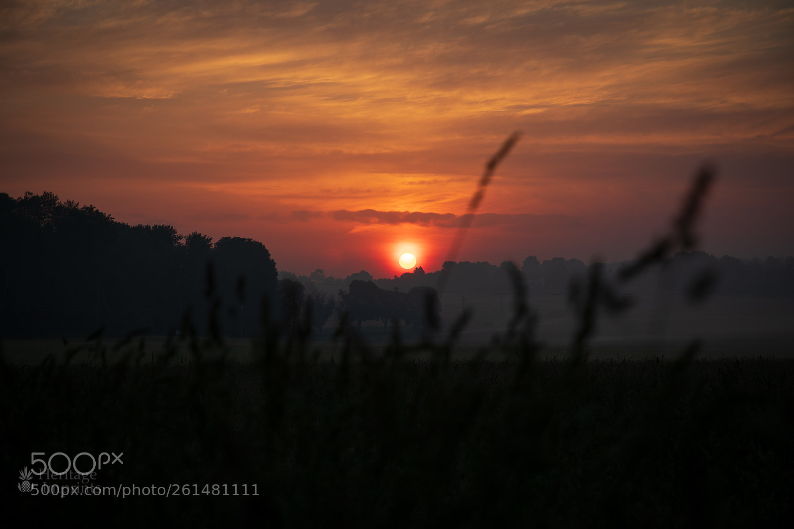 Canon EOS 5D Mark IV sample photo. Field grass silhouetted against photography