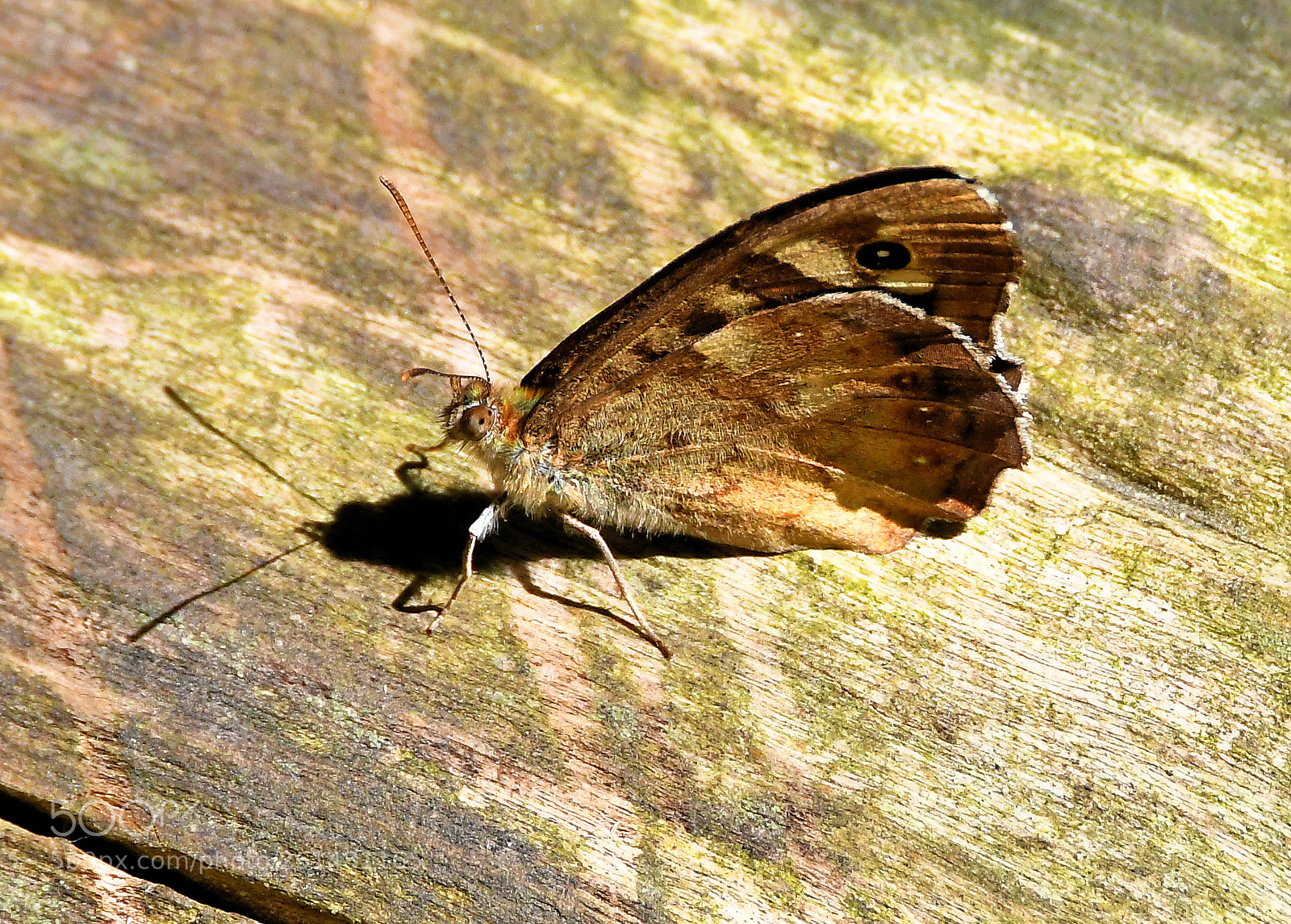 Nikon D500 sample photo. Untitled photography