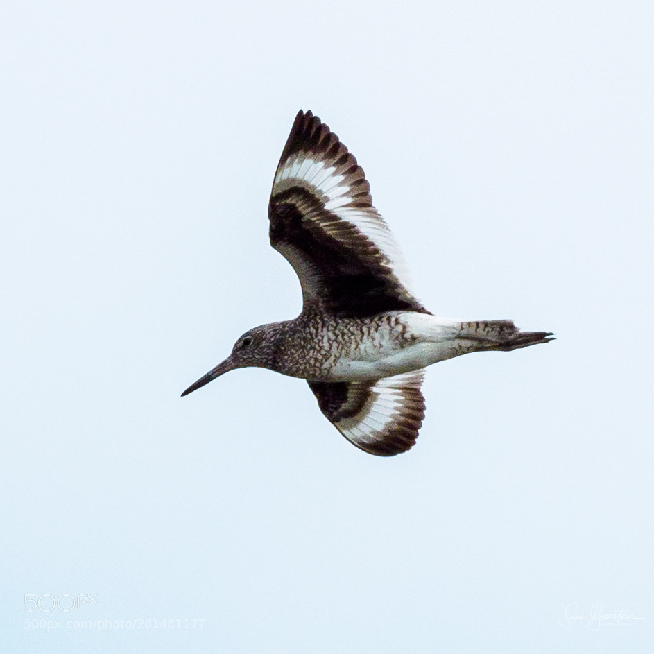 Olympus OM-D E-M1 Mark II sample photo. Willet photography