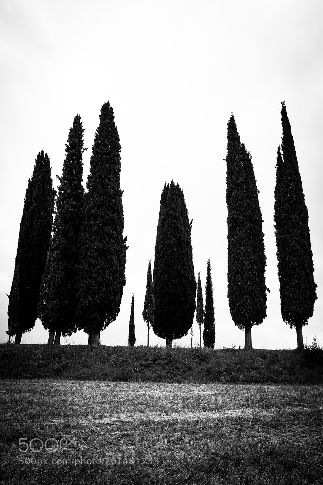 Nikon D5200 sample photo. Cupressus sempervirens photography