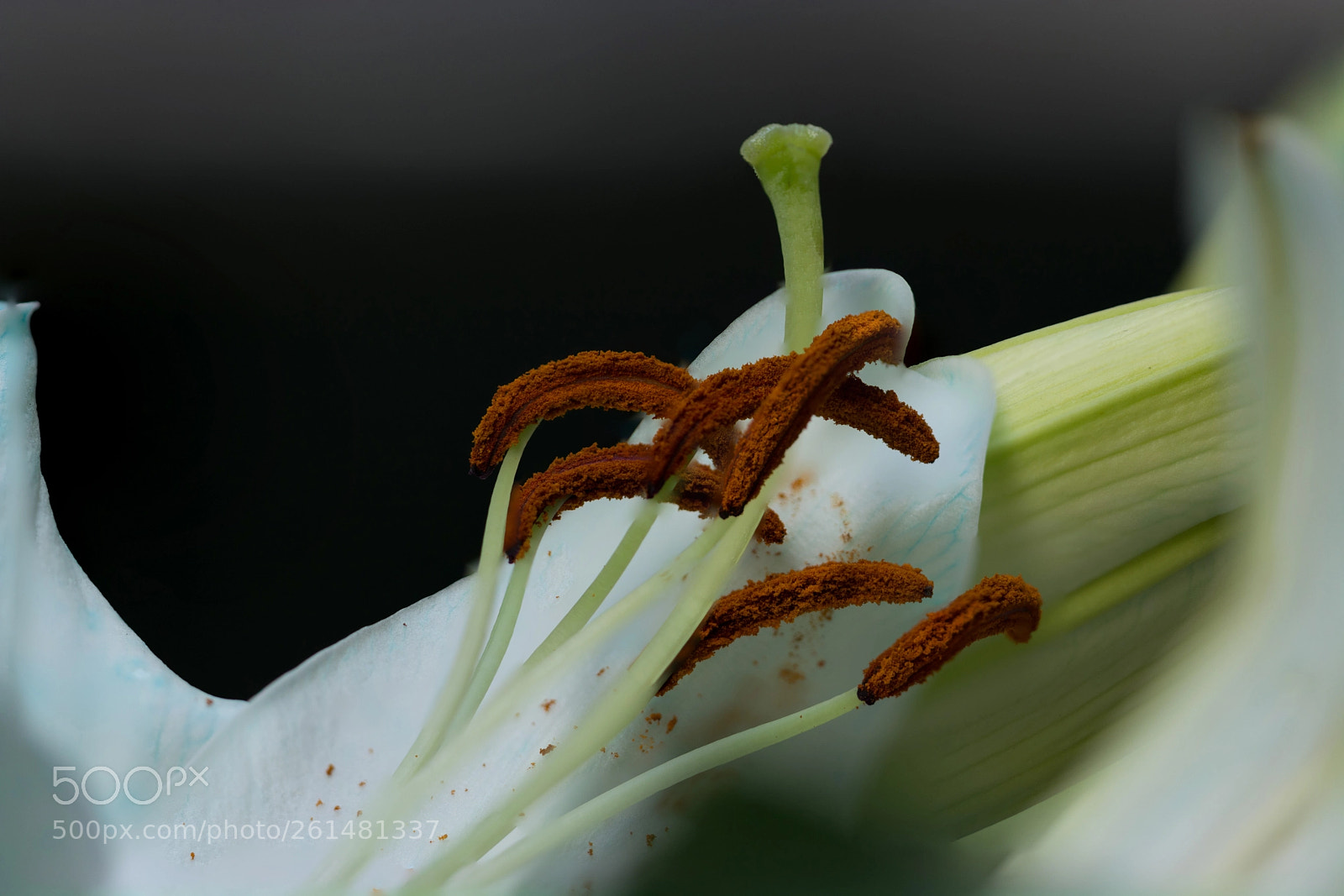 Nikon D7100 sample photo. Macro crown photography