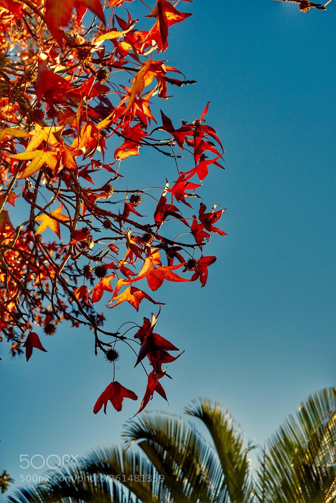 Nikon D800 sample photo. 《autumn.》 photography