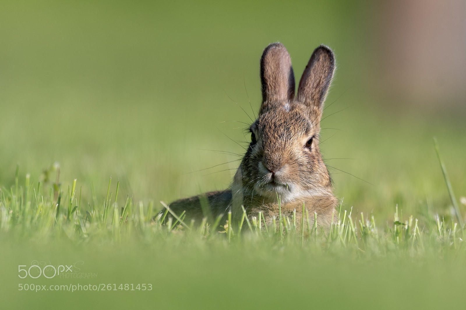 Nikon D500 sample photo. Curious bunny photography