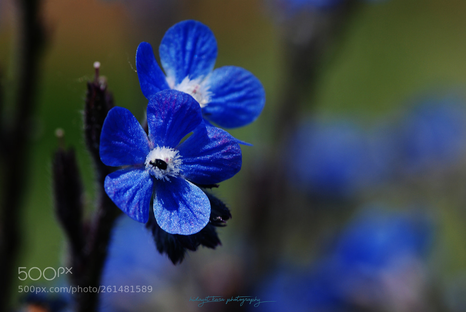 Nikon D80 sample photo. Blue beauty. photography