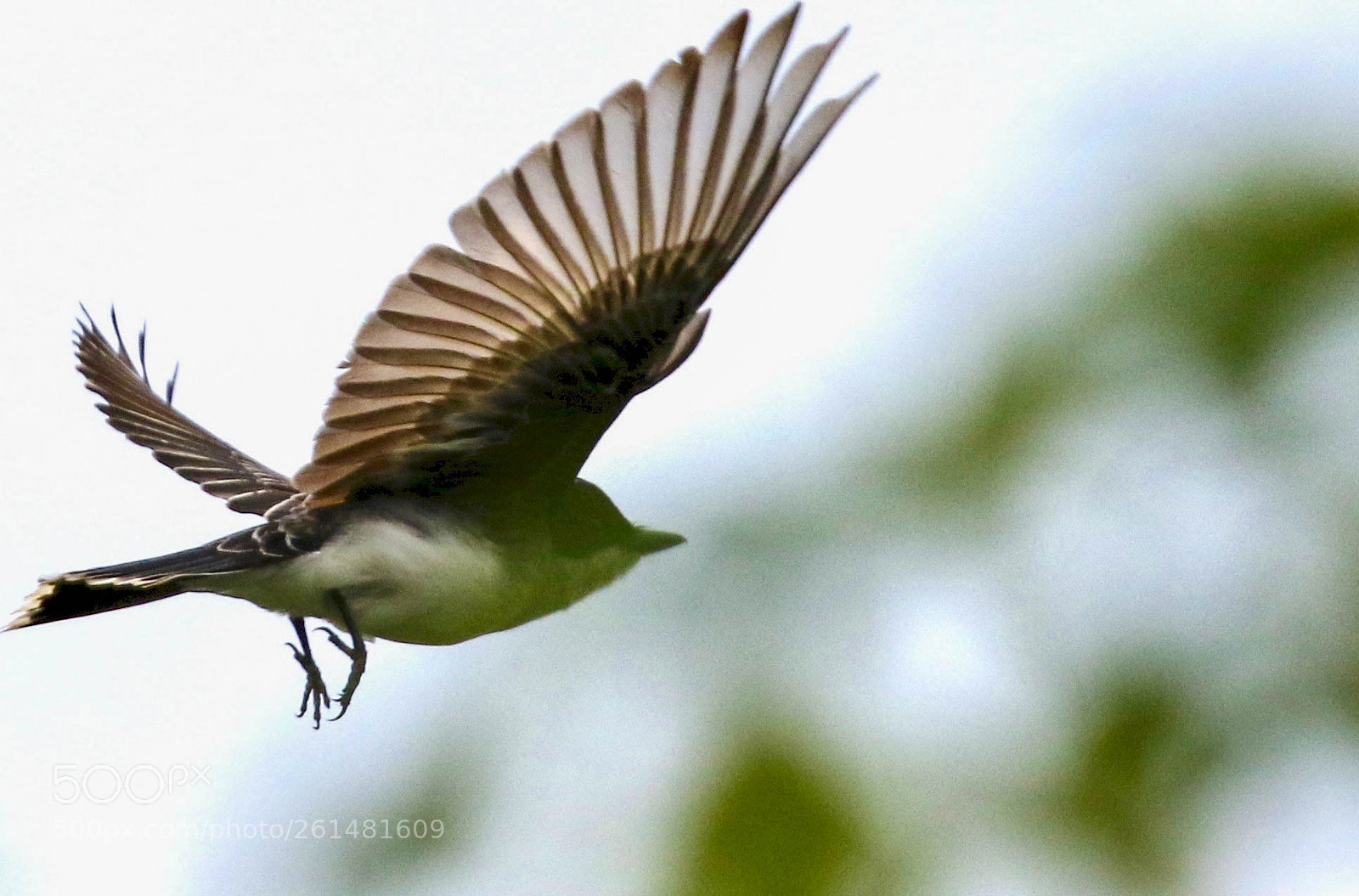 Canon EOS 7D Mark II sample photo. Kingbird in flight photography