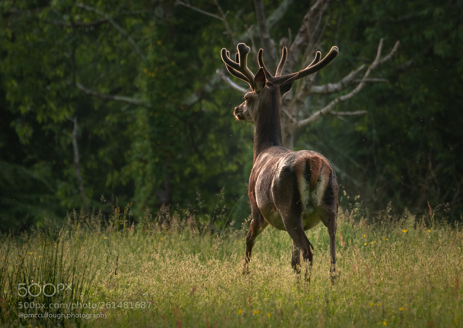 Nikon D7200 sample photo. Killarney co kerry ireland photography