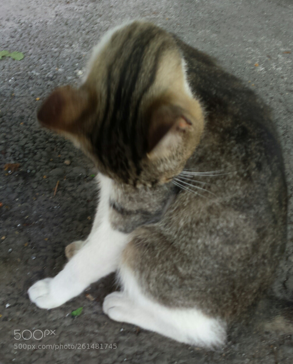 Samsung Galaxy S4 sample photo. Untitled photography
