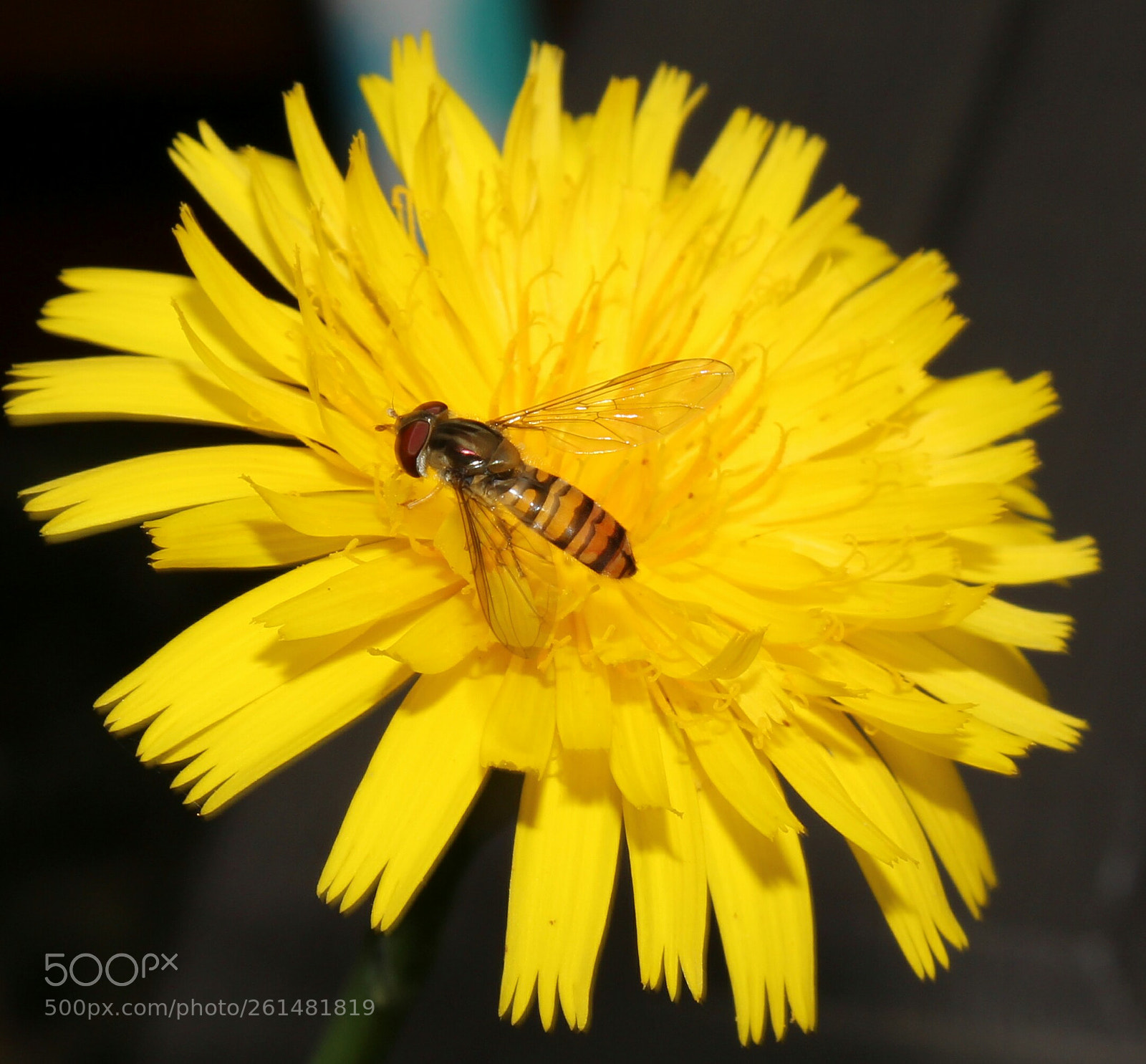 Canon EOS 1300D (EOS Rebel T6 / EOS Kiss X80) sample photo. Hoverfly photography