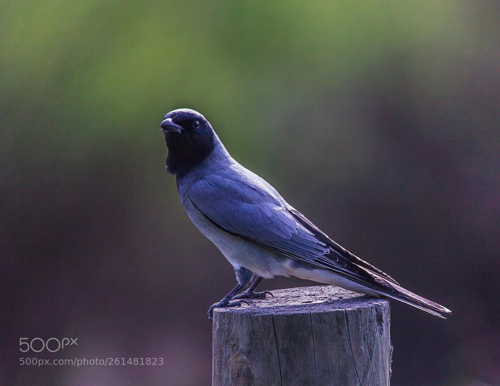 Canon EOS 5D Mark II sample photo. Bird on a post photography