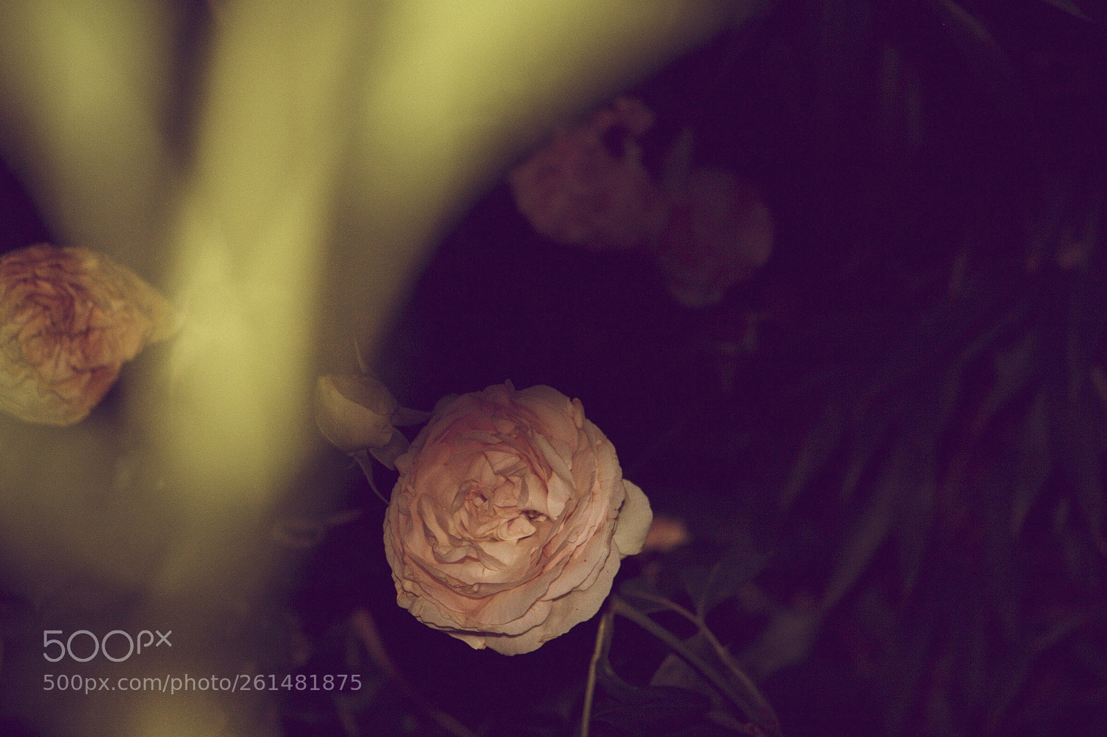 Canon EOS 750D (EOS Rebel T6i / EOS Kiss X8i) sample photo. Old love. photography