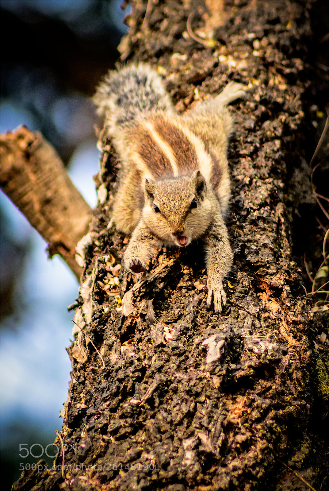 Nikon D5200 sample photo. 6.jpg photography