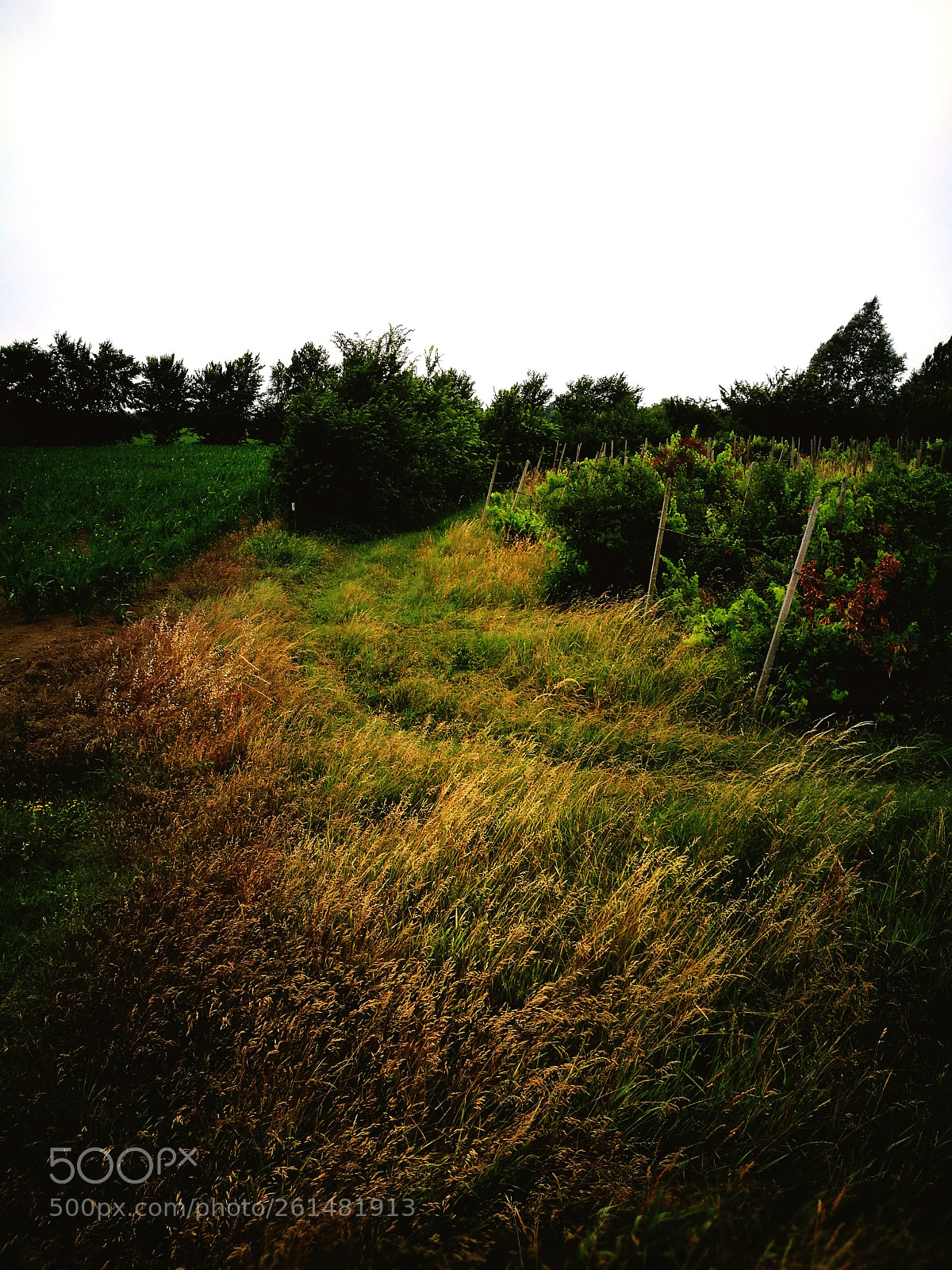 HUAWEI P9 sample photo. Fields & wine photography