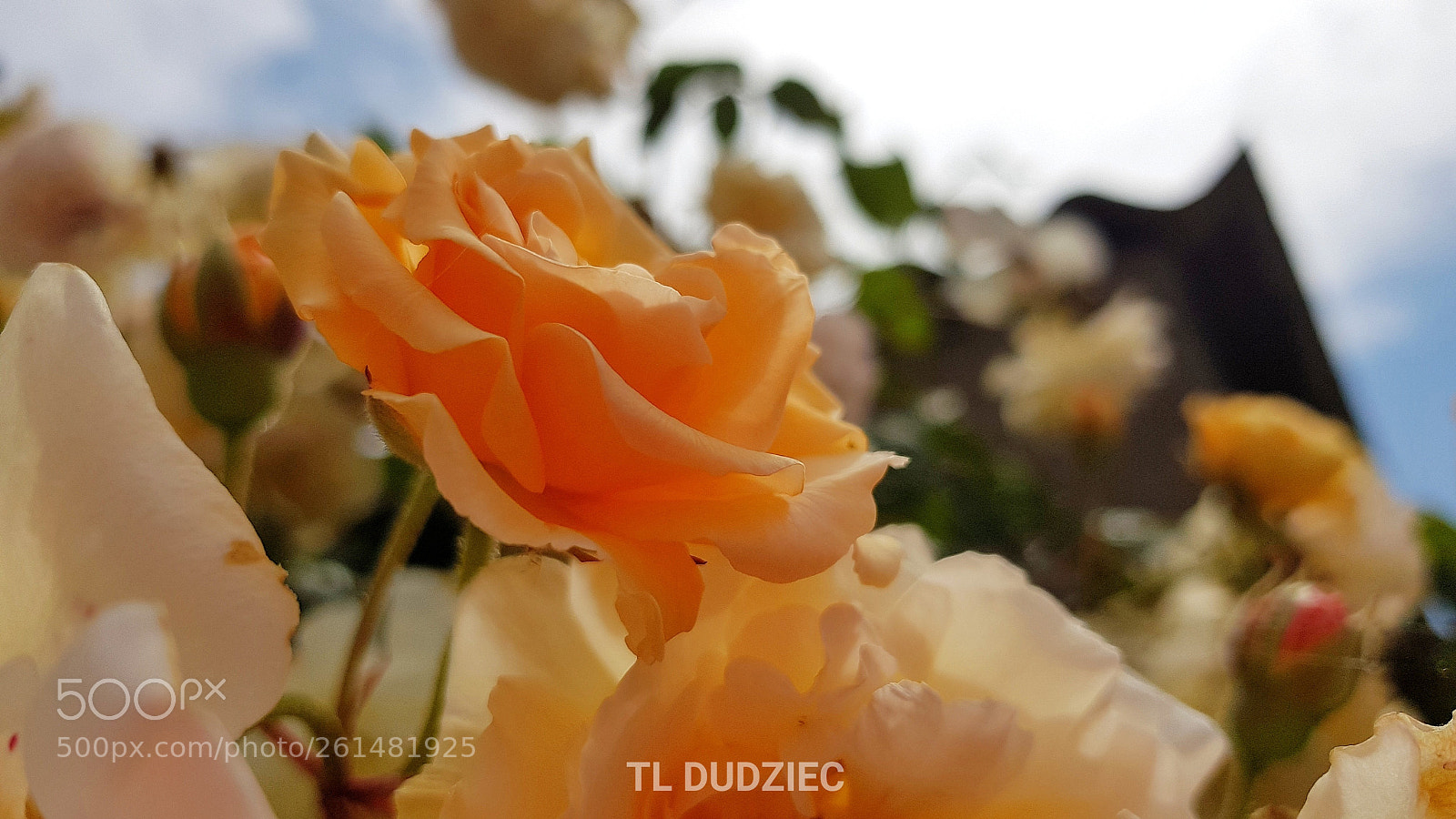 Samsung Galaxy S8 sample photo. Roses in the garden photography