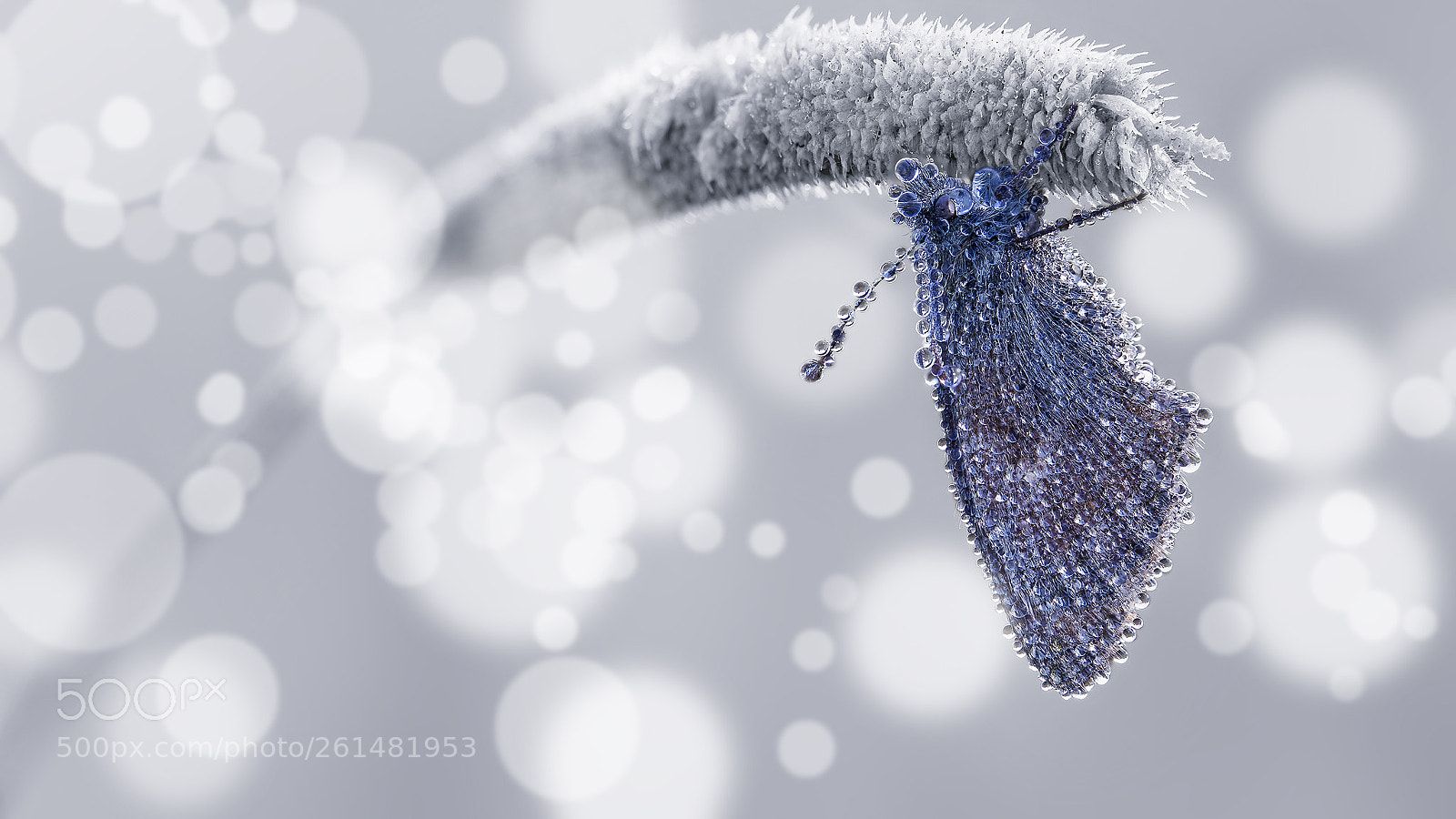 Canon EOS 5D Mark IV sample photo. Blue butterfly with dew photography