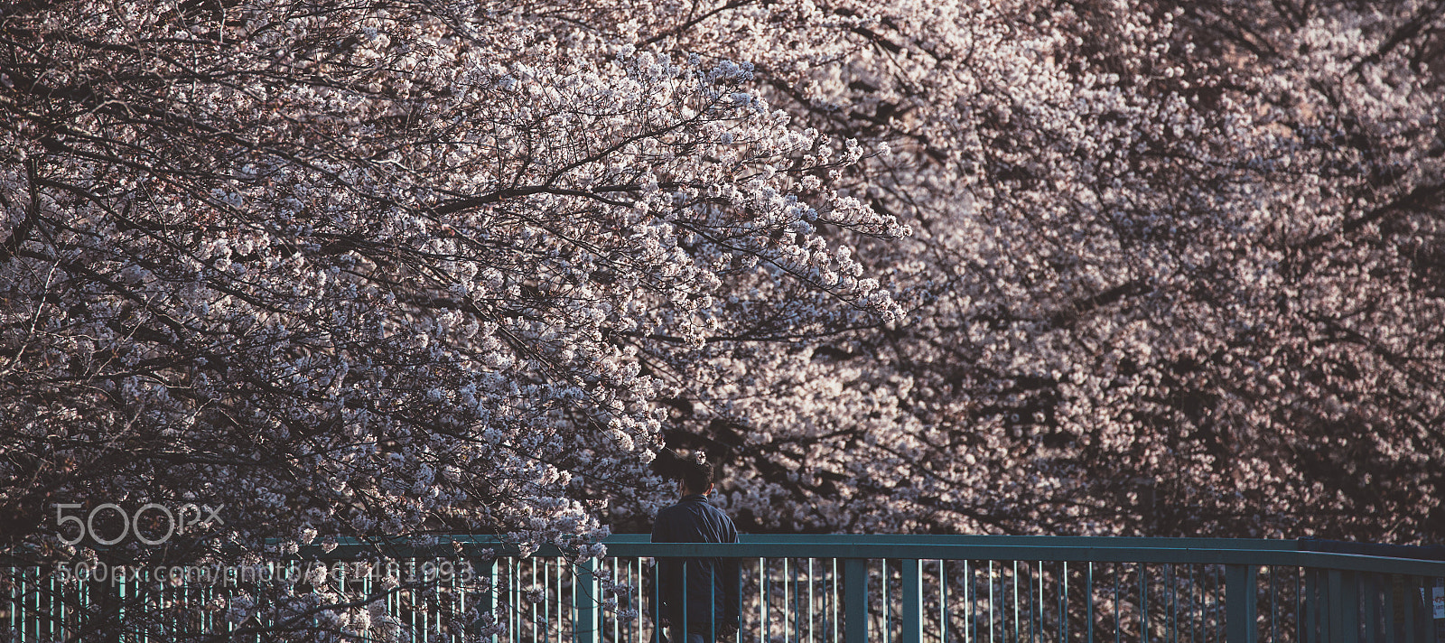 Canon EOS 6D sample photo. Cherry blossoms  photography