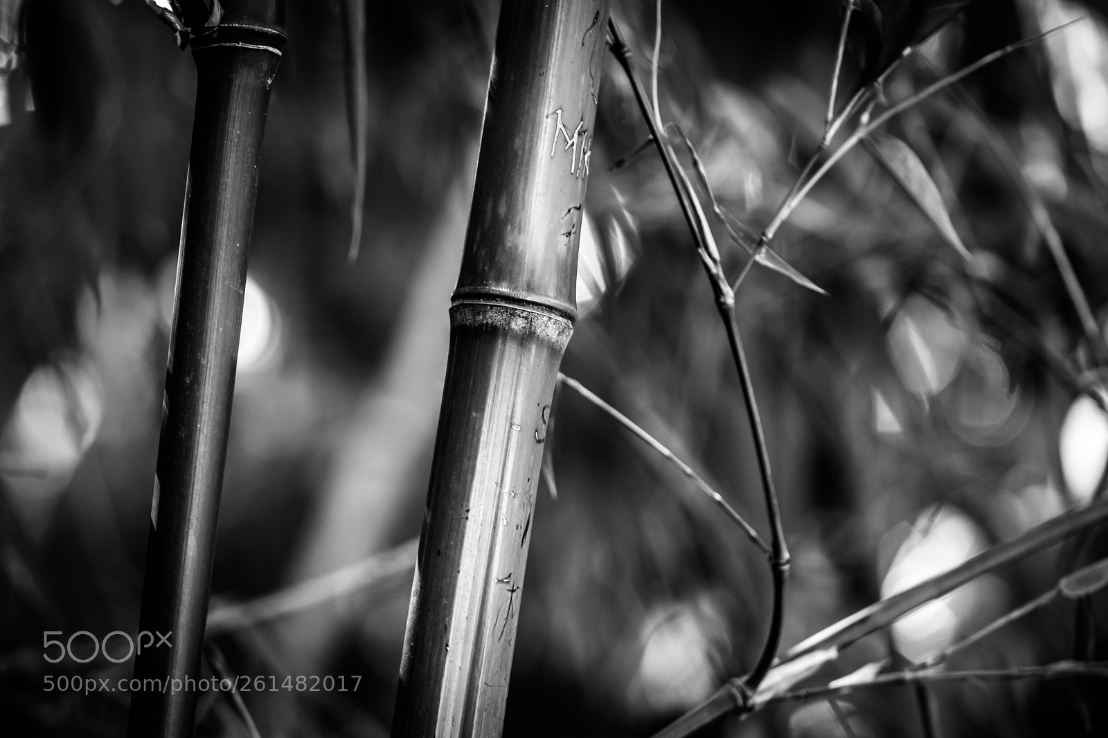 Nikon D5300 sample photo. Bambu photography