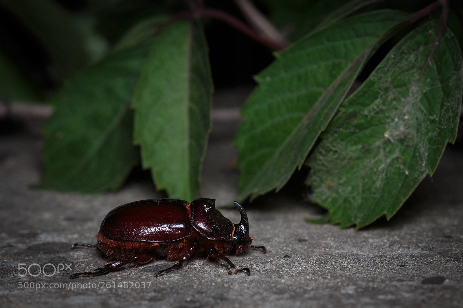 Canon EOS 6D sample photo. Rhinoceros beetle - 2018 photography