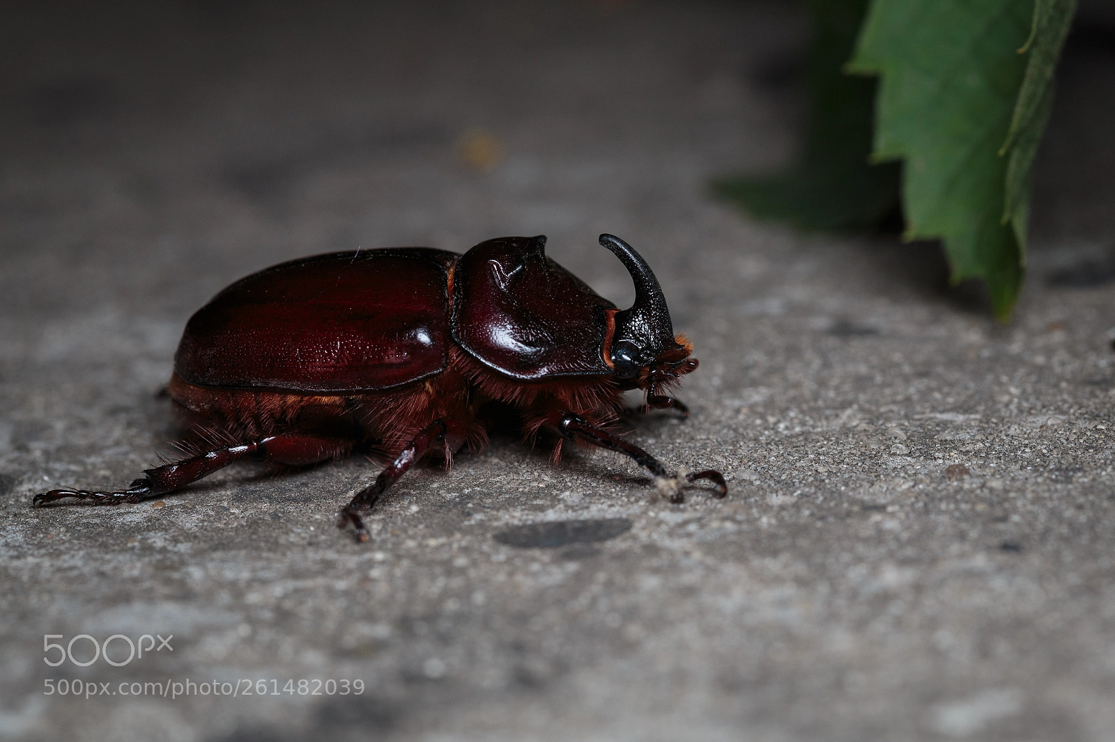 Canon EOS 6D sample photo. Rhinoceros beetle - 2018 photography