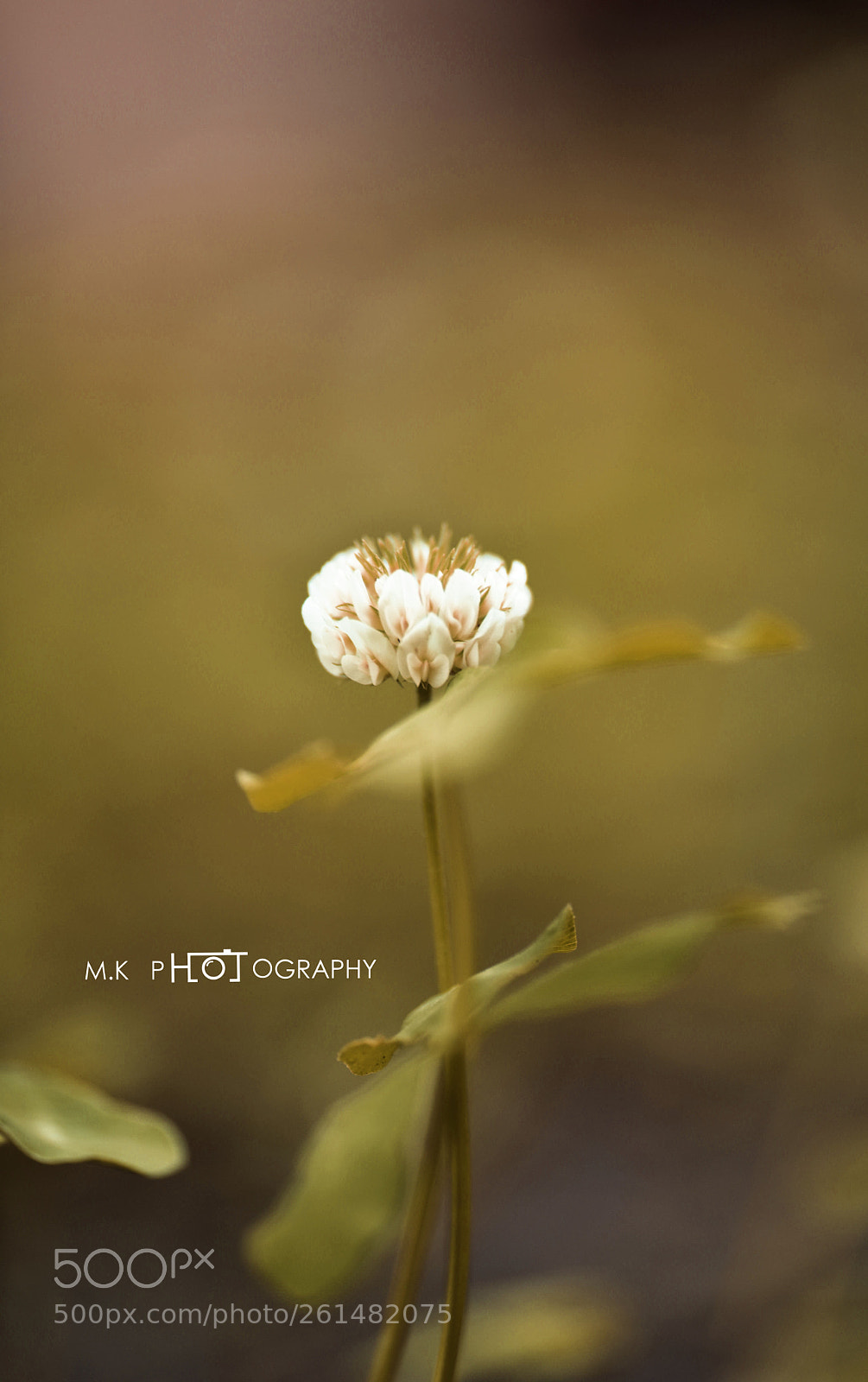 Nikon D810 sample photo. Untitled photography