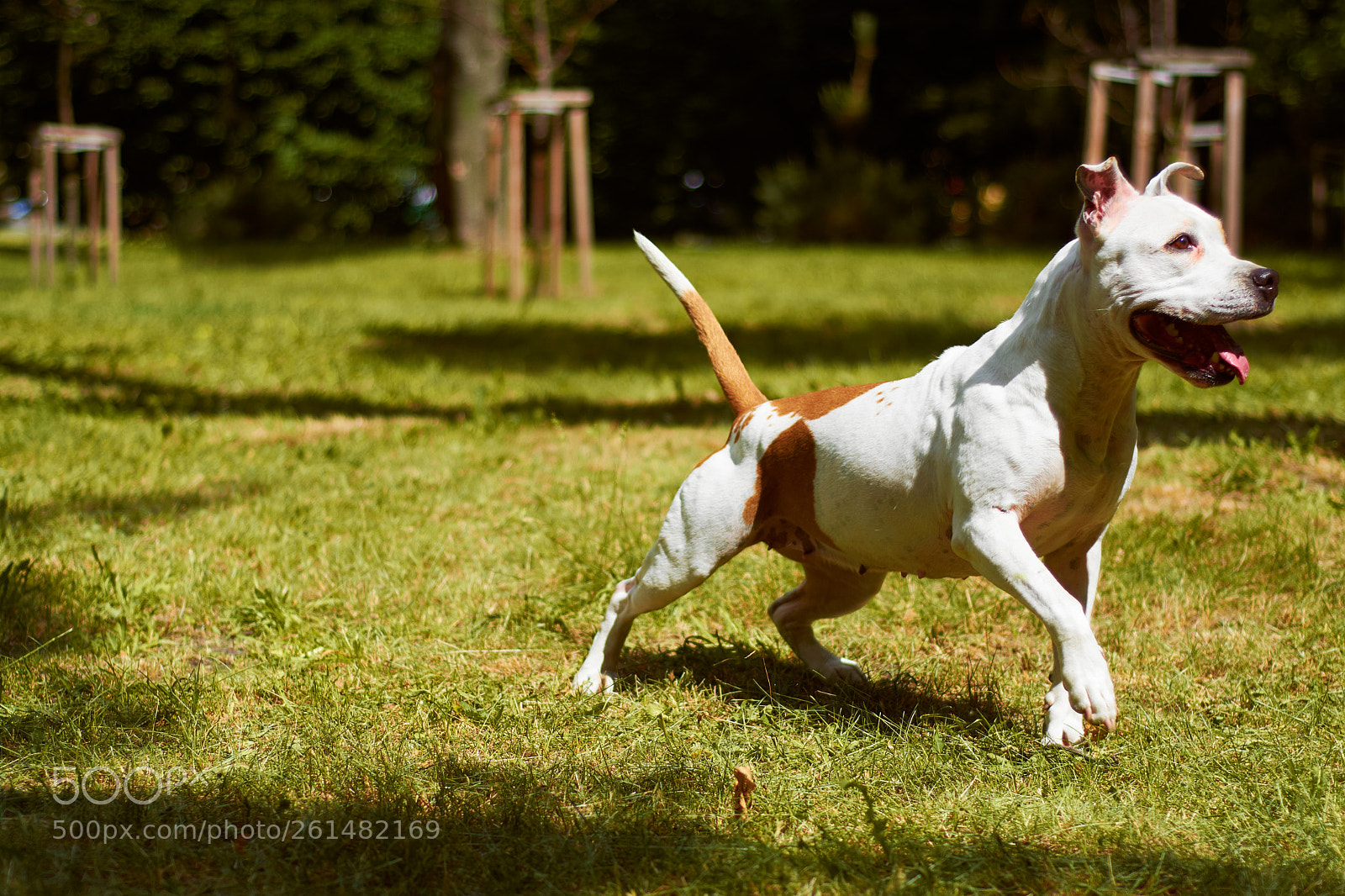 Nikon D7100 sample photo. Dog photography