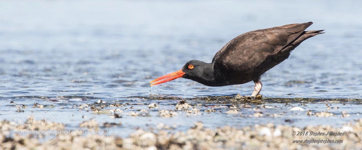 Canon EOS 7D Mark II sample photo. "taking a drink" photography