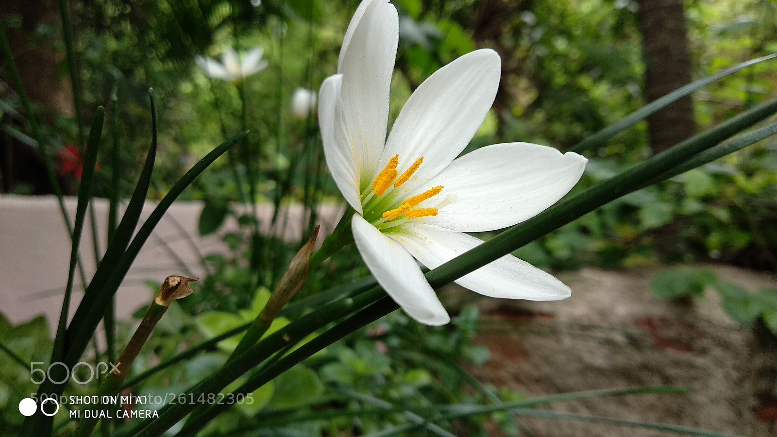 Xiaomi Mi A1 sample photo. Lily photography