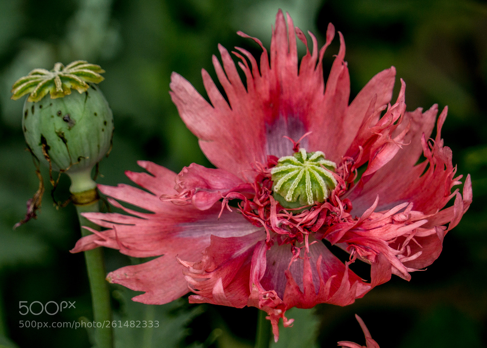 Sony a6000 sample photo. Roter klatschmohn photography