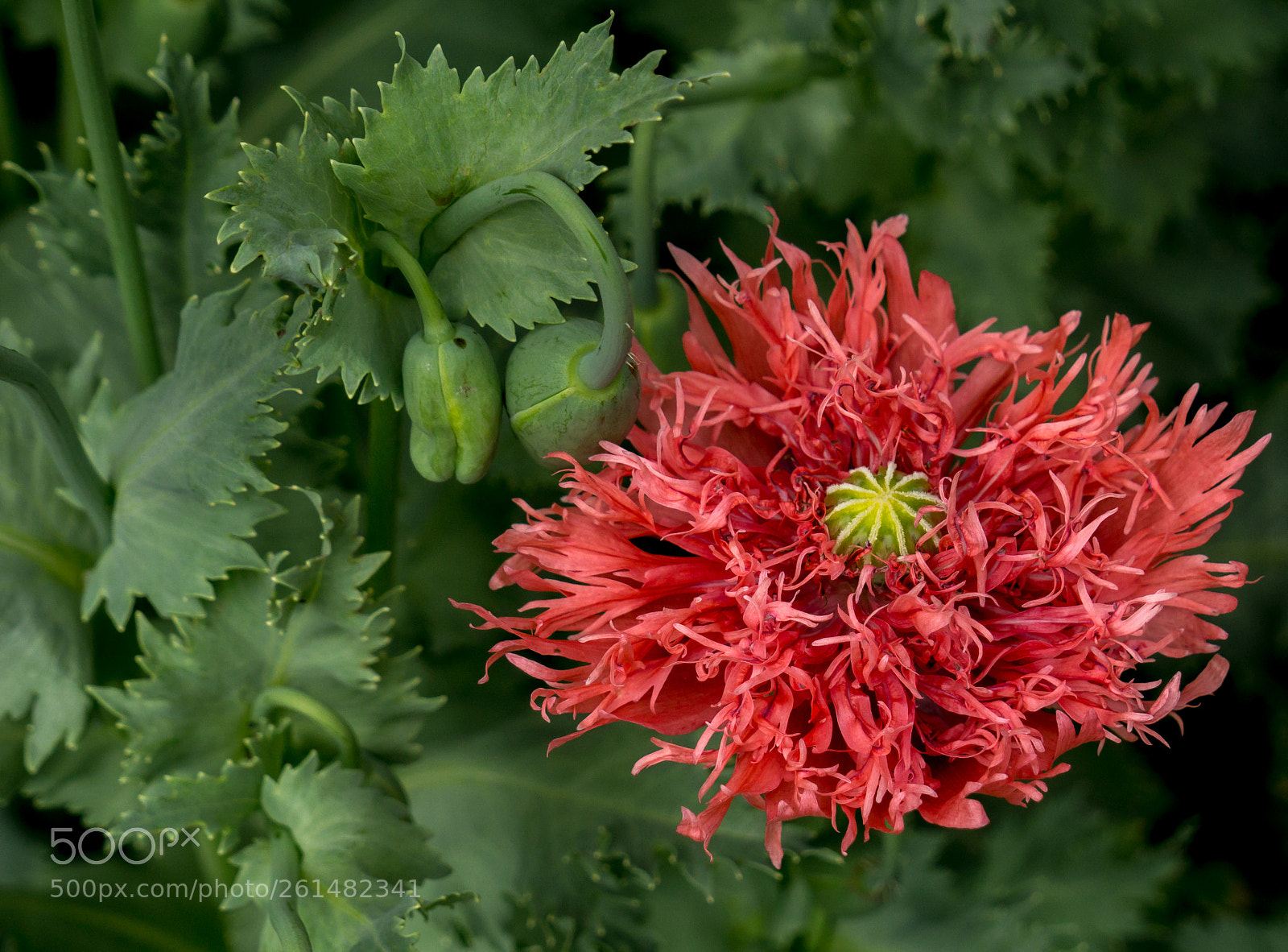 Sony a6000 sample photo. Roter klatschmohn photography
