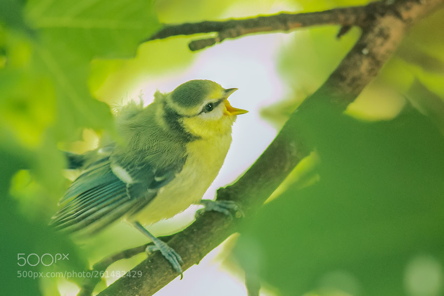 Canon EOS 6D sample photo. Junge blaumeise photography