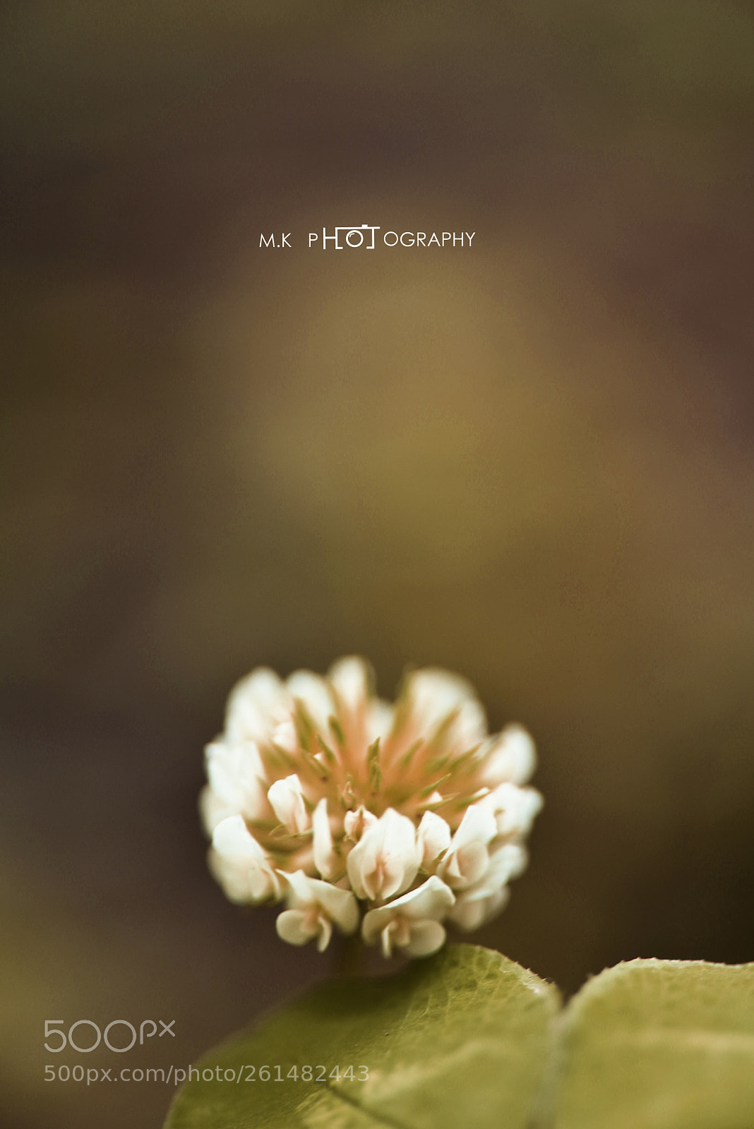 Nikon D810 sample photo. Untitled photography